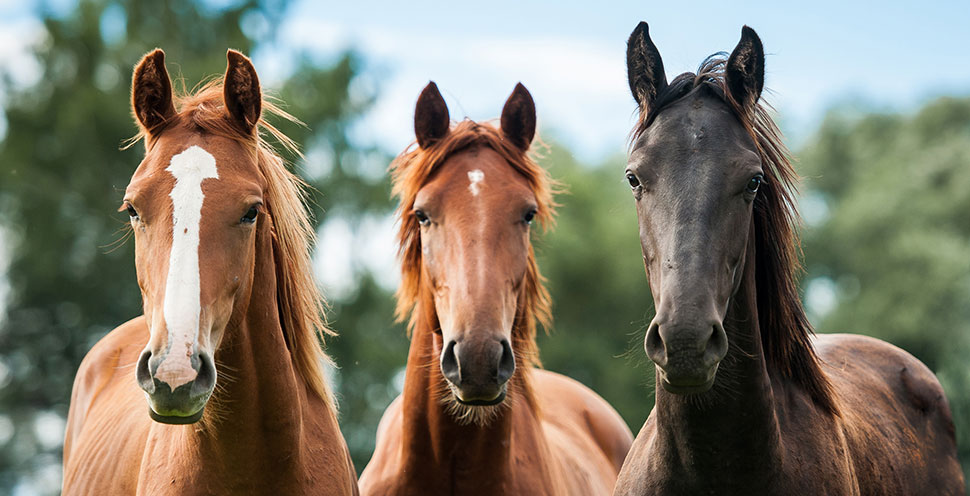 Three horses